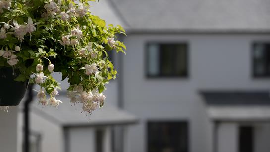 House plant